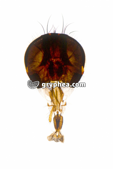 Tête d'insecte - type suceur labial - Mouche x3 - gryphea.org